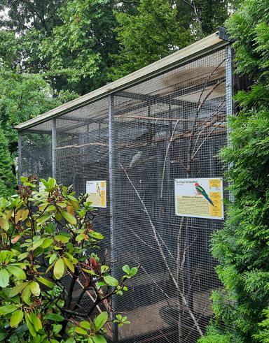 Inkakadus im Freiland